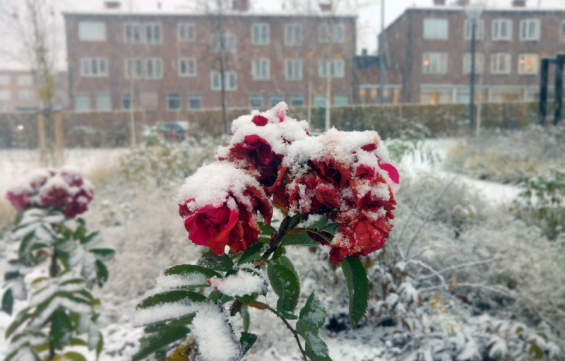 Imaginary Karin - flowers first snow 2016
