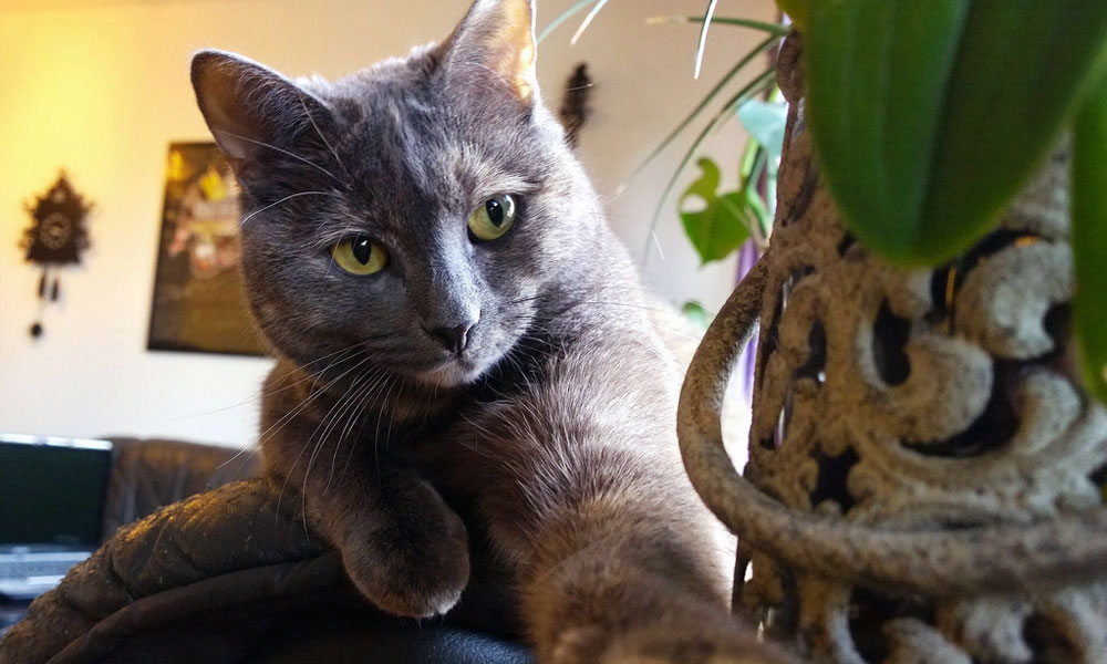 Grey cat laying next to a potted plant