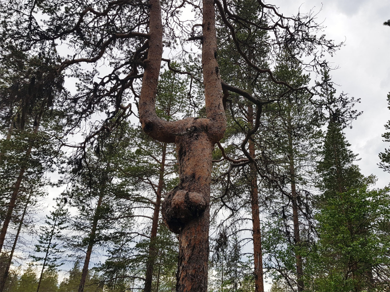 Interesting pine tree