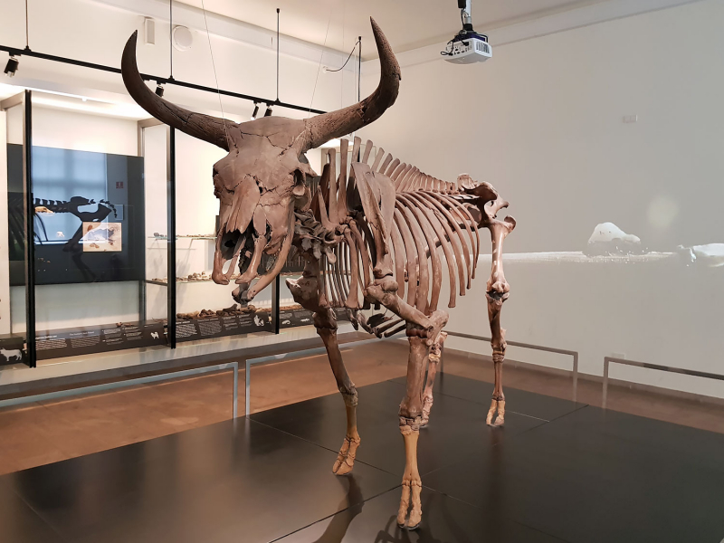 Aurochs skeleton at the National Museum, Copenhagen
