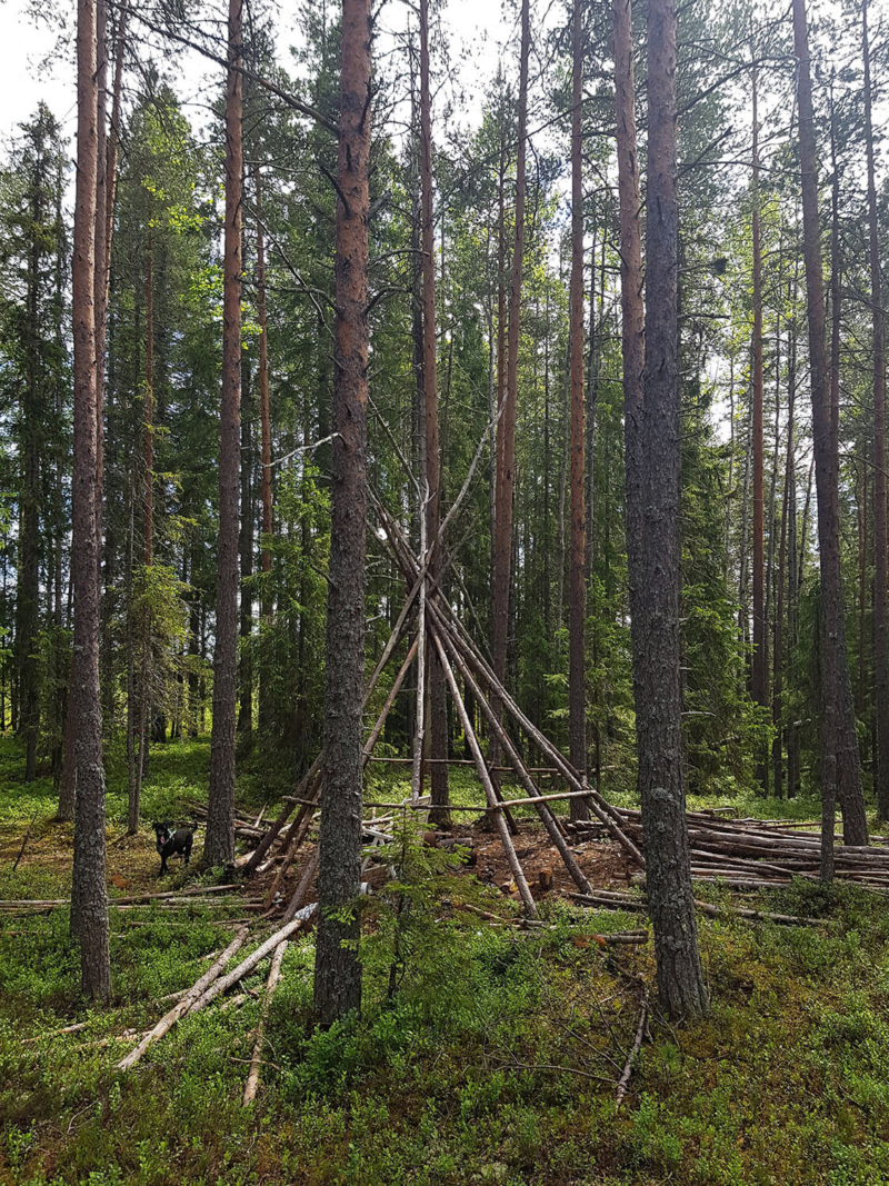 Kåta teepee poles in evergreen forest