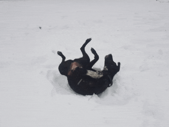Black dog rolling in snow