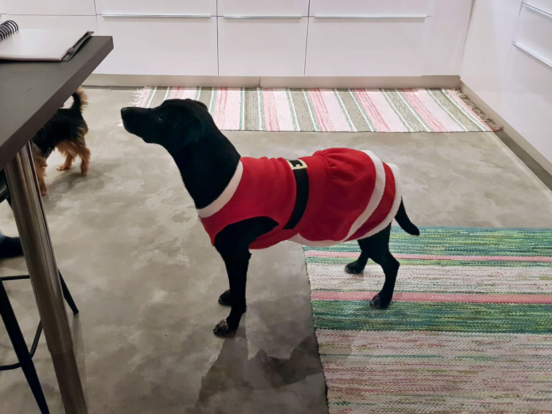 Black dog in a Christmas dress