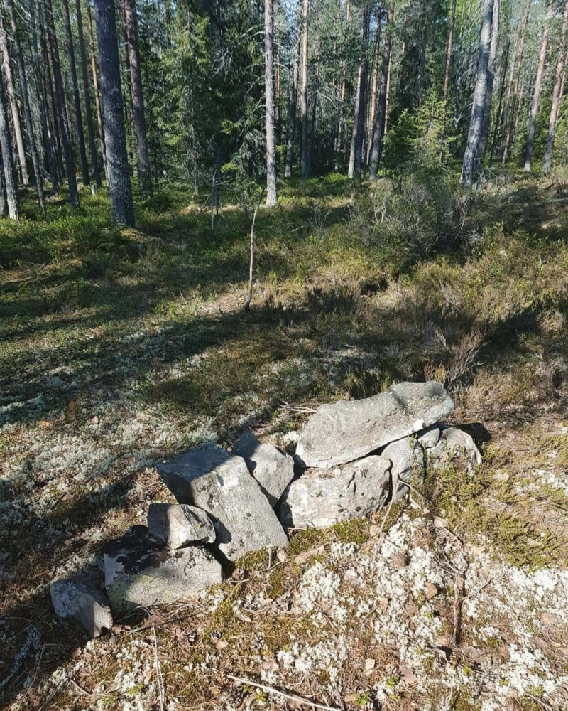 low stone wall in evergreen forest