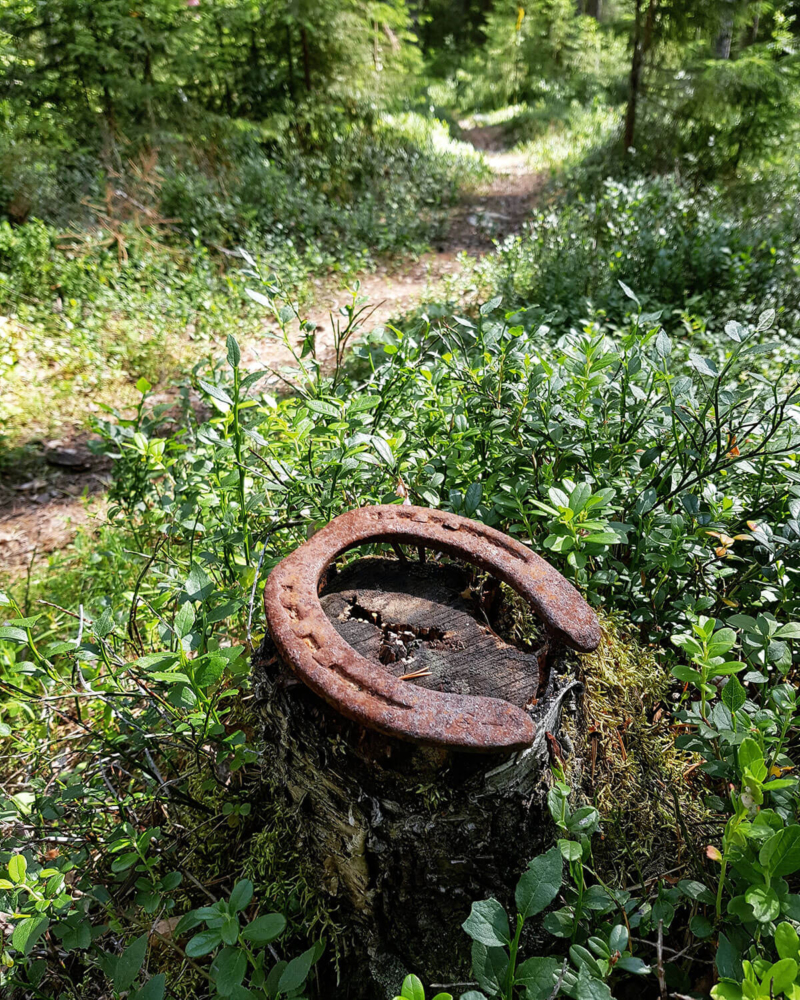 Old horseshoe nailed to treestump in forest