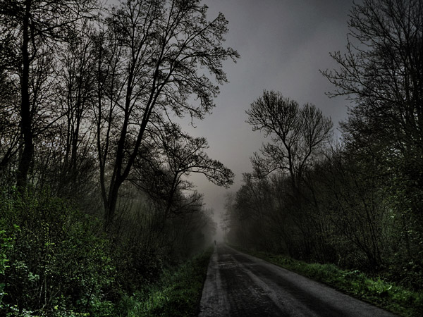 gloomy forest road