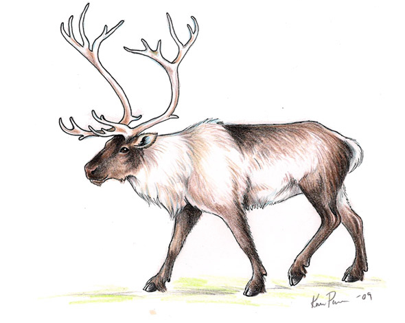 Imaginary Karin - reindeer drawing